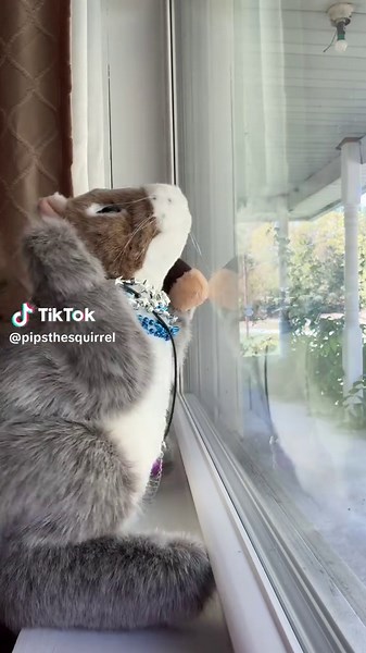 Engaging Squirrel Hand Puppet Performance