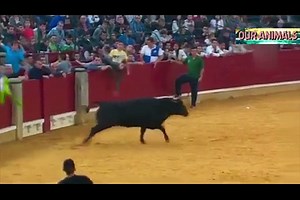 Most Awesome Bull Fight Fails - Top funny videos Try Not to Laugh - FUNNY CRAZY Bull Fails
