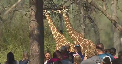 Fort Worth Zoo hosts half-priced Wednesday as spring break gets underway