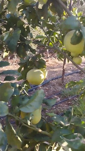 pamplemousse #قصص_وحكايات #garden #fruit #nature