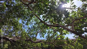 Bright sunlight illuminates green leaves and branches, creating a serene and optimistic atmosphere.