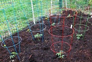 The Best Tomato Cages of 2024