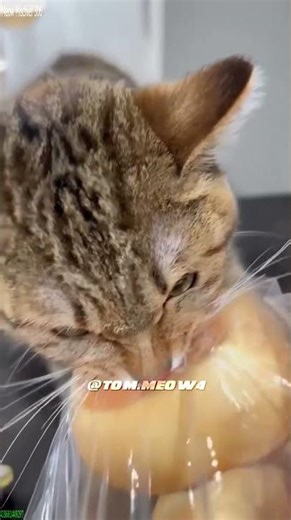 Funny Pets ❤️ Will Cheer you Up 🥰 # #4687