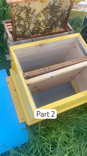 Transferring Bee Frames to the Yellow Hive! 🐝 | Part 2