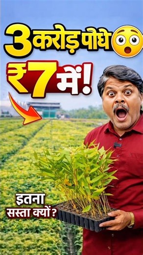 👆Full video ऊपर || 👉 ₹7 में Eucalyptus Plant 😲 3 करोड़ पौधे कैसे बनते हैं? Nursery Full Process