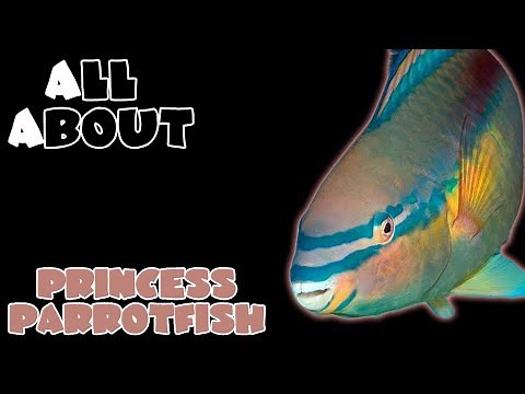 All About The Princess Parrotfish