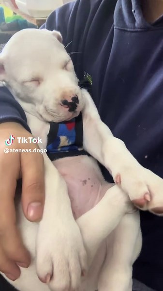 Dogo Argentino: Everything You Need to Know