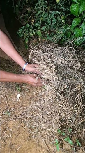 Wow, there are two unique animals sleeping together in the grass #uniqueanimals #cuteanimals