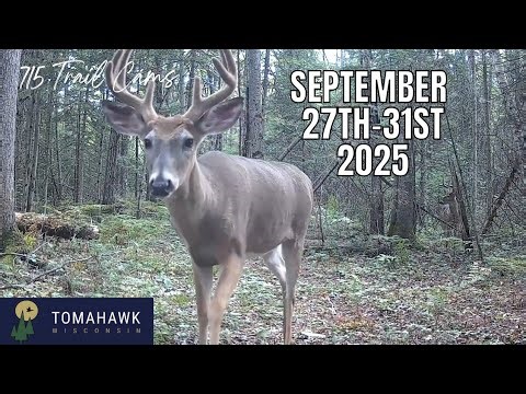 August 27th-31st 2025 Tomahawk Wisconsin Trail Camera Highlights