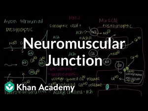Neuromuscular junction, motor end-plate - Medical Video Lecture - MBBS