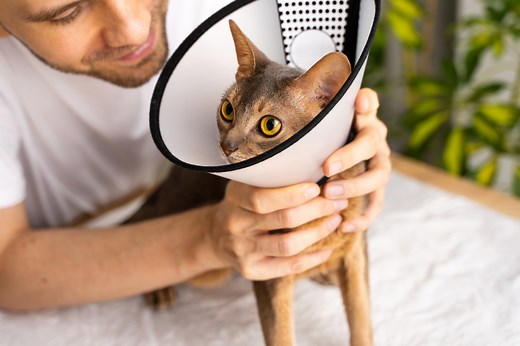 Wound Care For Cats: How to Care For Your Cat During Recovery | PetMD