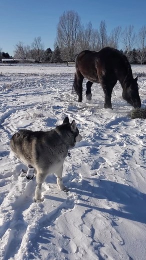 1K reactions · 33 shares | That horse coming in to feed on the hay is Apollo, a Percheron horse. The breed is one of largest in the world and typically weigh in between 2000 to 2500 pounds. They are often bred to be working horses that can pull thousands of pounds of weight. We have two Percherons on the property that Antoine seems to find it necessary to guard. As if the Percherons and the whole herd can’t take care of themselves.  #percheron | Antoinestale | Facebook
