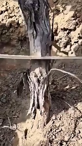 Mode keras😁🍇🍇🍇 #Anggurimport #Tablegrape | Vick T