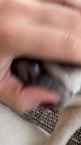 3.1K views · 88 reactions | The best update on The King. ❤️ Also, I’ve decided to cancel Char’s dental procedure that was supposed to be happening next week. I’m going to wait until I can take her to our Austin vet because I just trust them more, they are familiar to all of us and all that just brings more comfort for that situation. ️@waltergeoffreythefrenchieq | French Bulldog | Facebook