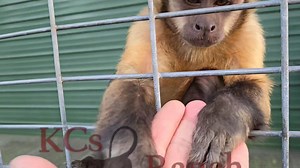 11K views · 297 reactions | "No teeth" Harley and Sébastien #myboys #teeth #capuchin #squirrelmonkey #sunset | KCs Ranch | Facebook