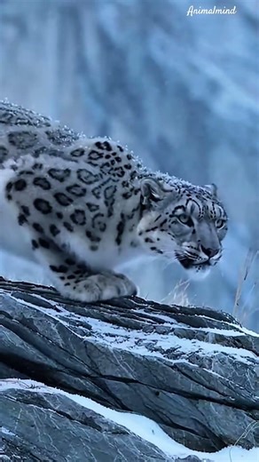 Rare Snow Leopard Stalks Its Prey ❄️ Epic Slow-Mo Hunt Caught on Camera 🐆 Must Watch Wildlife Moment