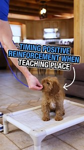 19K views · 497 reactions | Positive reinforcement is a powerful tool...