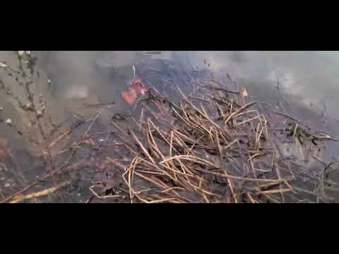 Mallard ducks flying