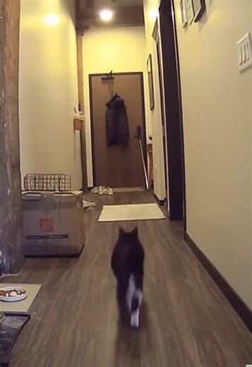 Understanding Grief: The Process of Pet Loss