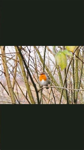 Red Robin Perched in the Branches 🌲#bird #nature #shorts