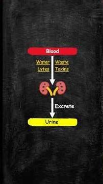 Functions of the Kidneys #usmlestep1videos #renalphysiology #nephrology #medicine