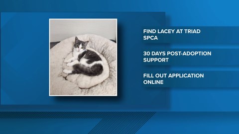 2 The Rescue: Meet Lacey