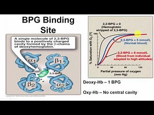 Myoglobin and Hemoglobin 2