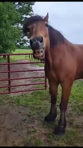187K views · 3.5K reactions | Gentle Giants Draft Horse Rescue on Reels | Facebook