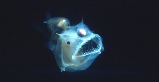 9 Cool Underwater Creatures that Glow in the Dark