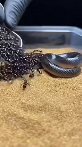 A striking moment where a snake moves past a busy trail of ants, highlighting contrast, motion, and the quiet tension of nature’s unexpected encounters. ⚠️ AI Generated simulation for educational and creative purposes. No real animals or insects were harmed. #Snake #Ants #NatureInspired #WildlifeMoments #CreativeReels #AIContent | Insect Planet