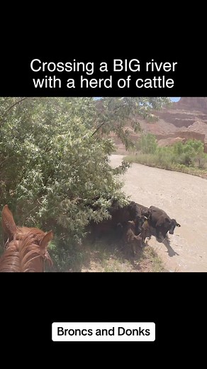Cattle swimimg across a flooded river! #cowboy #horse #intense #epic #fyp
