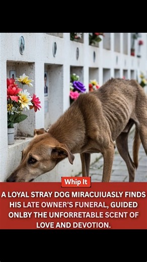 Though unable to decipher written words, his heart led him through an invisible trail of affection. In a tranquil town, a stray dog embarked on a poignant final journey that resonated deeply with all who witnessed it. His human, the man who had faithfully nourished him each day, had passed on October 4, 2025. No one summoned the dog, nor did anyone guide his path. Yet, driven solely by an unyielding memory and profound devotion, he unerringly navigated his way to the man's resting place. There h