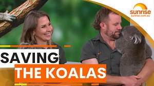 22K views · 310 reactions | SAVING THE KOALAS  Why these two adorable koalas mark a huge milestone in securing the future of one of Australia's favourite animals. WATCH SUNRISE FOR MORE | @7plus ☀️ | Sunrise | Facebook