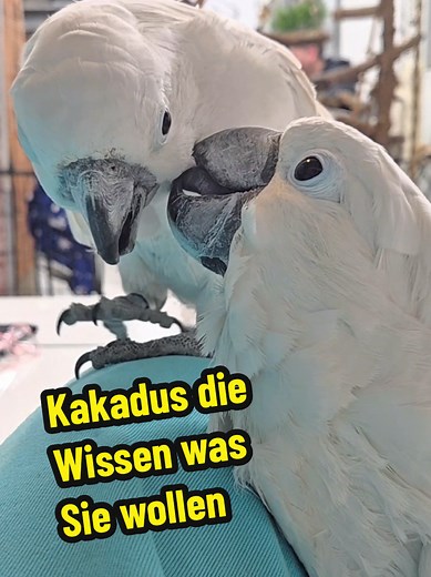 Barney und Leni: Henne mit großen Plänen 🦜