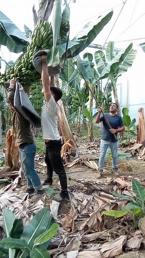 Harvesting Bananas: Techniques in Agriculture