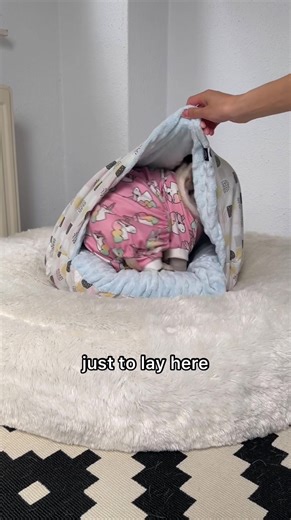 Pug's Cozy Nap Time in Adorable Outfit