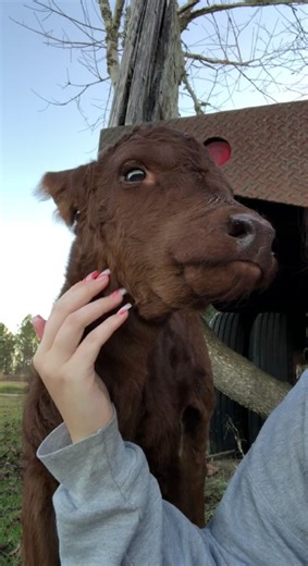 Adorable Baby Cow Hazel's First Moo 🐮