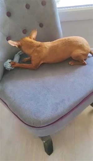 20 reactions | Pixel. La jolie petite fille des îles. | Pinscher et Lilou | Facebook