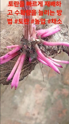 How to Grow Taro Quickly and Increase Yield #Taro #Agriculture #Vegetables