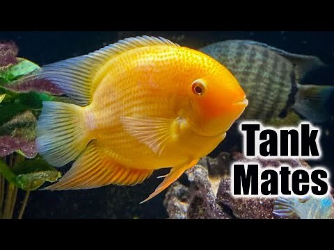 Top 10 Tank Mates for Severum Cichlids