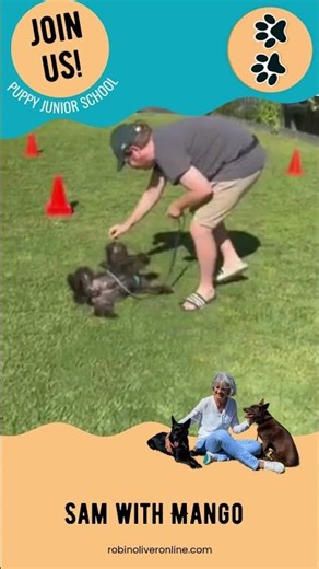 Sam with Mango - Meet Mango the Schnauzer 🐶 | Dog Training by Robin Oliver