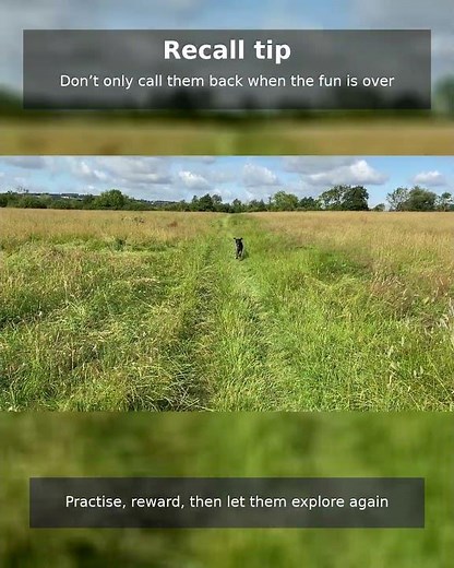 Well trained to the whistle
