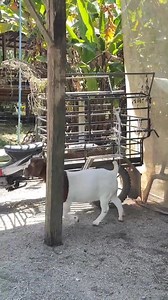 In goat farming, your starting stock determines your future. That’s why we recommend high-quality 6-month-old Boer goats for beginners: 🔹 Strong structure & muscle development 🔹 Proven health and adaptability 🔹 Easier management for new farmers 🔹 Better long-term breeding performance We don’t just sell goats — we help you build success. 📩 Reach out for this very one you are seeing in this video we have up to 18 of them available. #BoerGoatExperts #TrustedBreeder #GoatFarmingAfrica #BoerGene