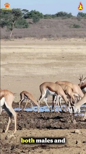 Springbok The Pronking Speedster #shorts #zoovibe