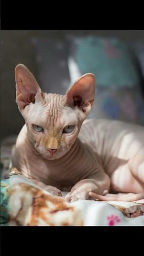 Do Cats See More Colors Than Dogs? Discover the Truth!