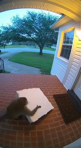 Monkey Steals Pizza From Porch