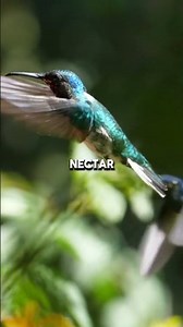 Hummingbird Facts That Feel Magical #hummingbirdfacts #wildlife