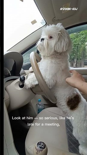 Dog Driving a Car 🚗🐶 Funniest Clip Ever!