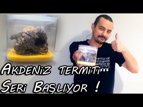 Akdeniz Termitlerine Sıfırdan Yuva Yapıyorum / Seri 1