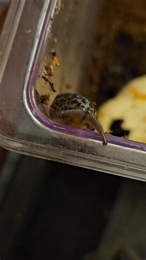 Slug Files on TikTok